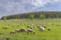 Sheep herd in Stiavnicke vrchy on Krupinska planina, Slovakia