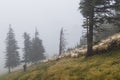 Sheep herd on summer meadows in mountains, Romania