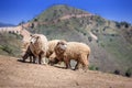 Sheep herd on top of the mountain