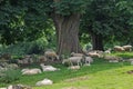Sheep herd under chestnut trees