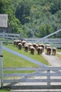 Sheep Herd Royalty Free Stock Photo