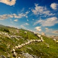 Sheep herd walking ower a mount slope