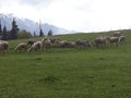 sheep herd wool kashmir himalaya india Royalty Free Stock Photo