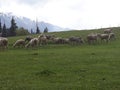 sheep herd wool kashmir himalaya india