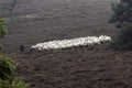 Sheep herder minding her flock