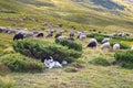 Sheep herding dog in the mountains Royalty Free Stock Photo