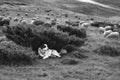 Sheep herding dog in the mountains Royalty Free Stock Photo