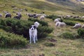 Sheep herding dog in the mountains Royalty Free Stock Photo