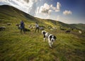 Sheep herding dog in the mountains Royalty Free Stock Photo