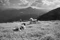 Sheep herding dog in the mountains Royalty Free Stock Photo