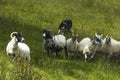 Sheep herding on the edge of the village of Carrick Royalty Free Stock Photo