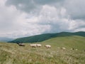 Sheep Herding in the Mountains to the Stable Royalty Free Stock Photo