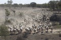 Sheep herding Royalty Free Stock Photo
