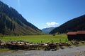 Sheep herding in Swiss Alps - Klosters, Davos, Switzerland Royalty Free Stock Photo
