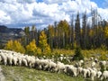 Sheep Herding in Wyoming Royalty Free Stock Photo