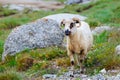 Sheep herds at alpine pastures Royalty Free Stock Photo