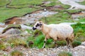 Sheep herds at alpine pastures Royalty Free Stock Photo