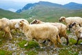 Sheep herds at alpine pastures Royalty Free Stock Photo