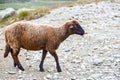 Sheep herds at alpine pastures Royalty Free Stock Photo