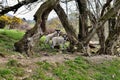 Sheep hiding in and by trees Royalty Free Stock Photo