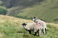 Sheep on hill looking to camera Royalty Free Stock Photo