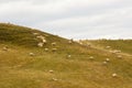 Sheep on a Hill in New Zealand Royalty Free Stock Photo