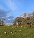 Sheep on hill side with blue sky and trees