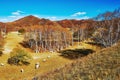 Sheep on the hillside Royalty Free Stock Photo