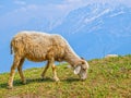 Sheep in Himalaya Royalty Free Stock Photo