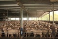 Sheep in holding pens