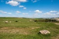 Sheep at Home in the Rolling Sussex Countryside Royalty Free Stock Photo