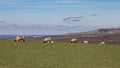 Sheep at Home on the South Downs Royalty Free Stock Photo