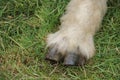 Sheep Hoofed Foot.