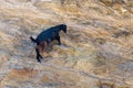 Sheep with horns climbing on mountain over Agia Theodoti beach I Royalty Free Stock Photo