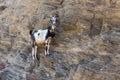 Sheep with horns climbing on mountain over Agia Theodoti beach I Royalty Free Stock Photo