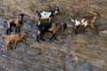 Sheep with horns climbing on mountain over Agia Theodoti beach I Royalty Free Stock Photo