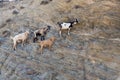 Sheep with horns climbing on mountain over Agia Theodoti beach I Royalty Free Stock Photo