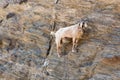 Sheep with horns climbing on mountain over Agia Theodoti beach I Royalty Free Stock Photo