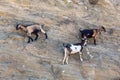 Sheep with horns climbing on mountain over Agia Theodoti beach I Royalty Free Stock Photo