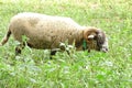 Sheep grazing in a green field Royalty Free Stock Photo