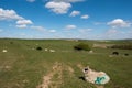 Sheep and Horses at Home in the Rolling Sussex Countryside Royalty Free Stock Photo