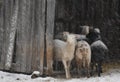 Sheep huddle in a shelter during a snow storm