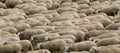 Sheep hurd Royalty Free Stock Photo