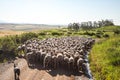 Sheep Hurd Royalty Free Stock Photo