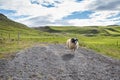 Sheep in Iceland Royalty Free Stock Photo