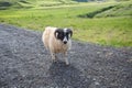 Sheep in Iceland Royalty Free Stock Photo