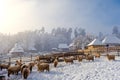 Sheep iin the stable in the country