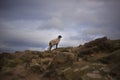 Sheep on Ilkley Moor Royalty Free Stock Photo