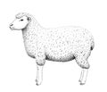 Sheep illustration old lithography style hand drawn