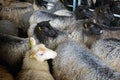 Sheep inside shearing shed on farm
